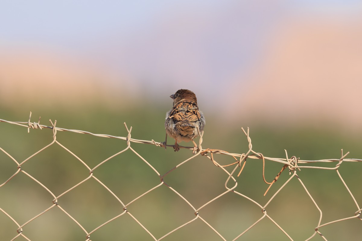 House Sparrow - ML618661378