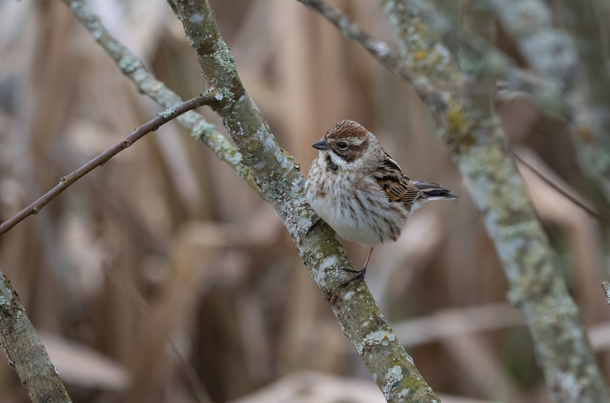 Reed Bunting - ML618661386