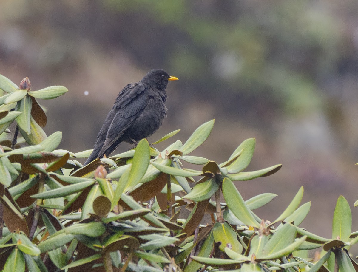 Tibetan Blackbird - ML618661391