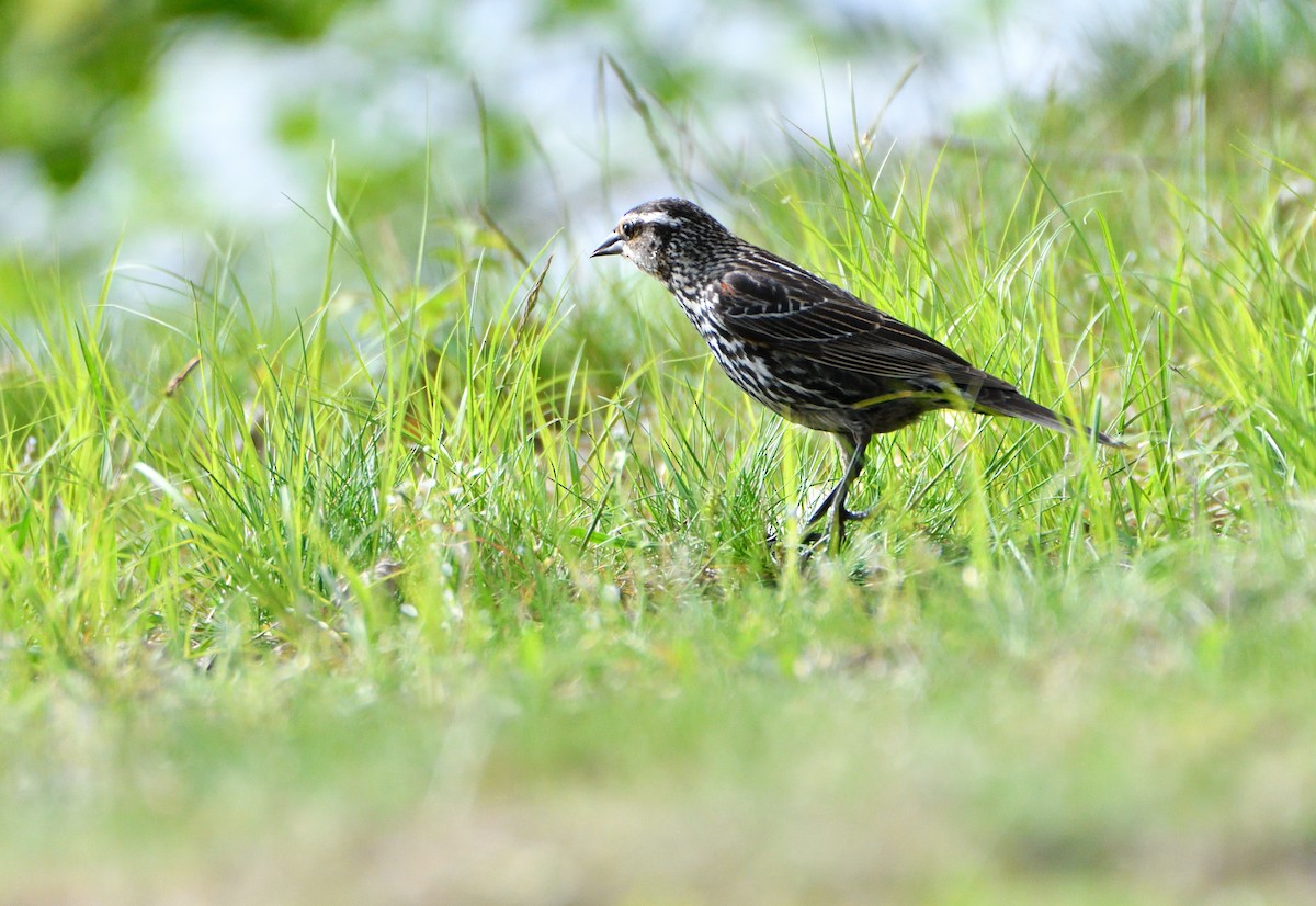 vlhovec červenokřídlý - ML618661399