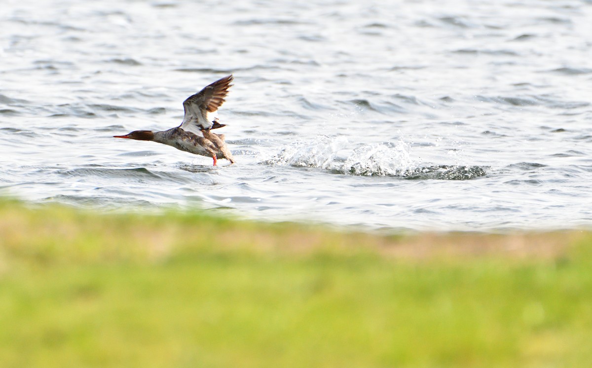 morčák prostřední - ML618661400