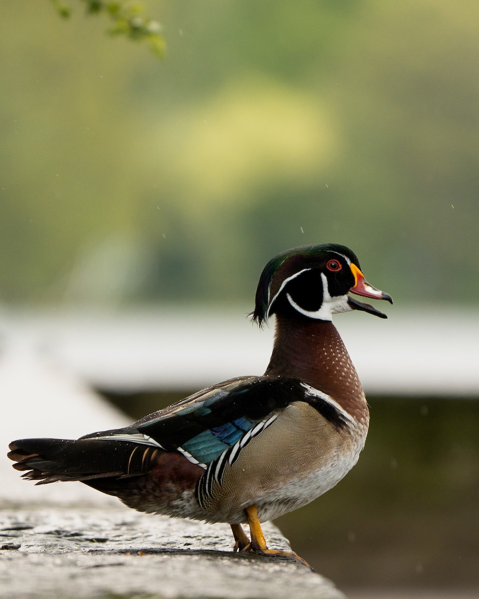 Wood Duck - ML618661411