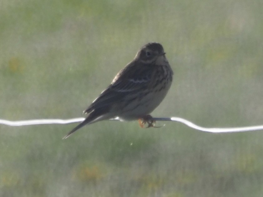 Meadow Pipit - Kelly Siderio