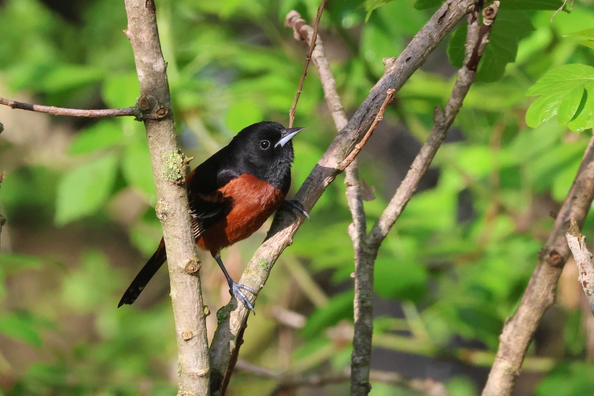 Orchard Oriole - ML618661462