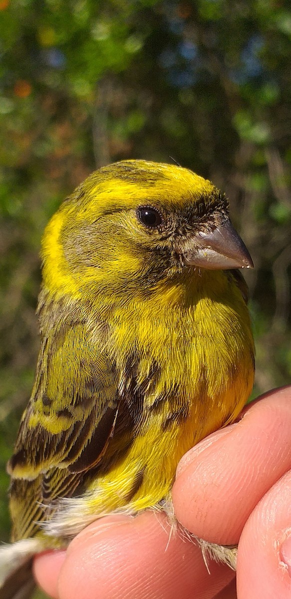 European Serin - ML618661466