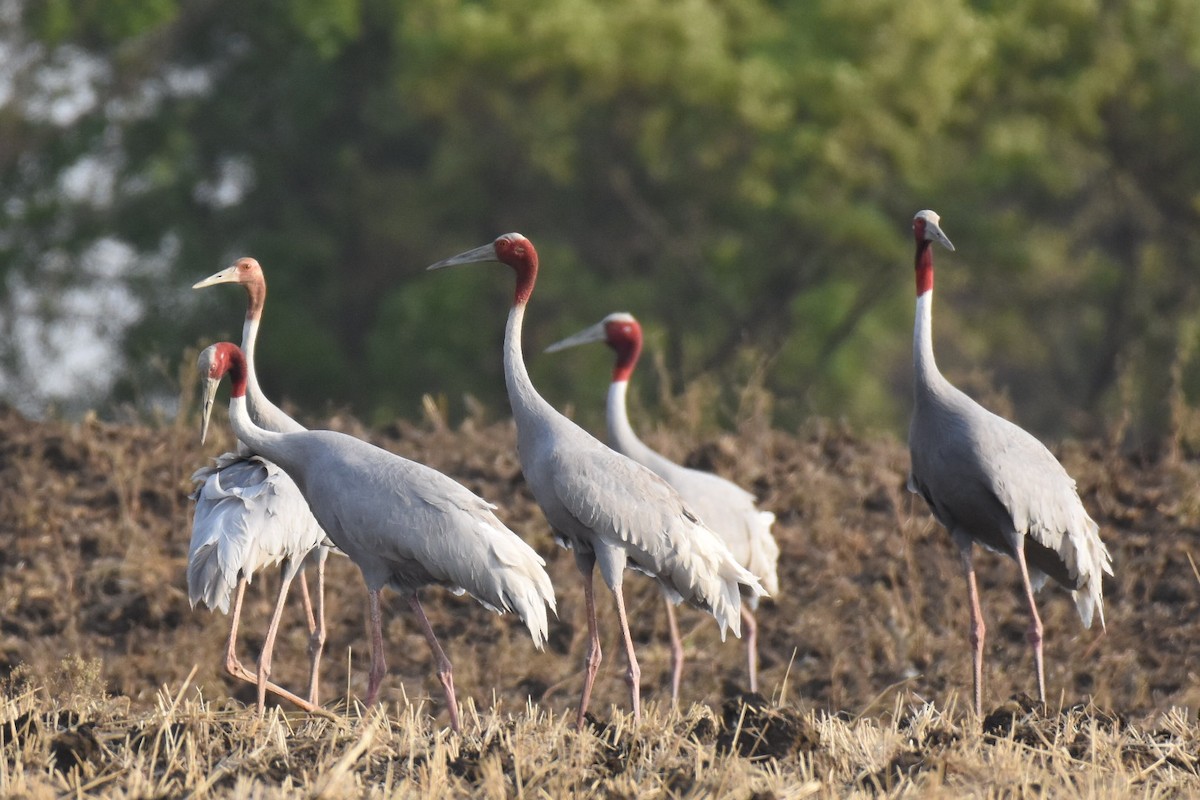 Sarus Crane - arun tyagi