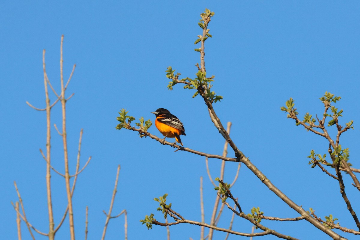 Baltimore Oriole - ML618661472