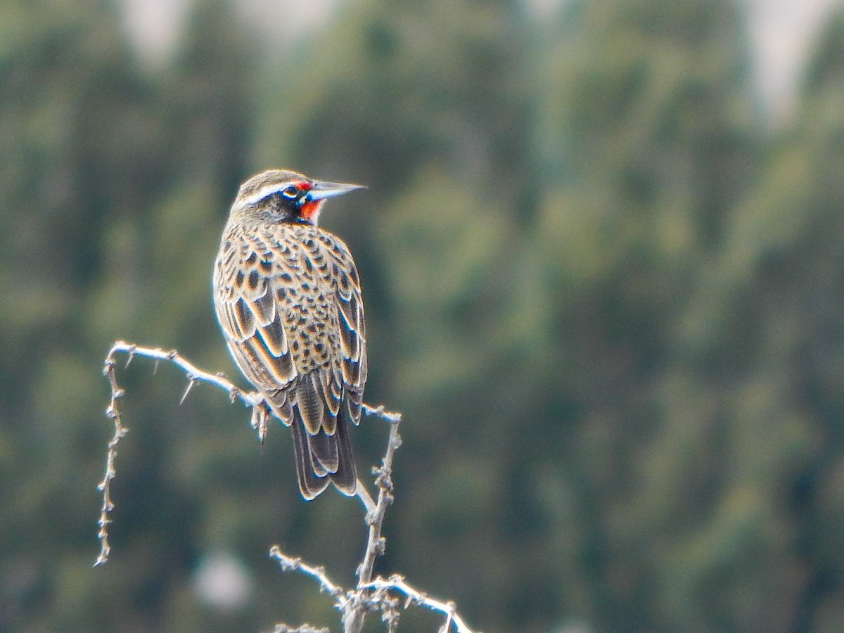 Long-tailed Meadowlark - ML618661475