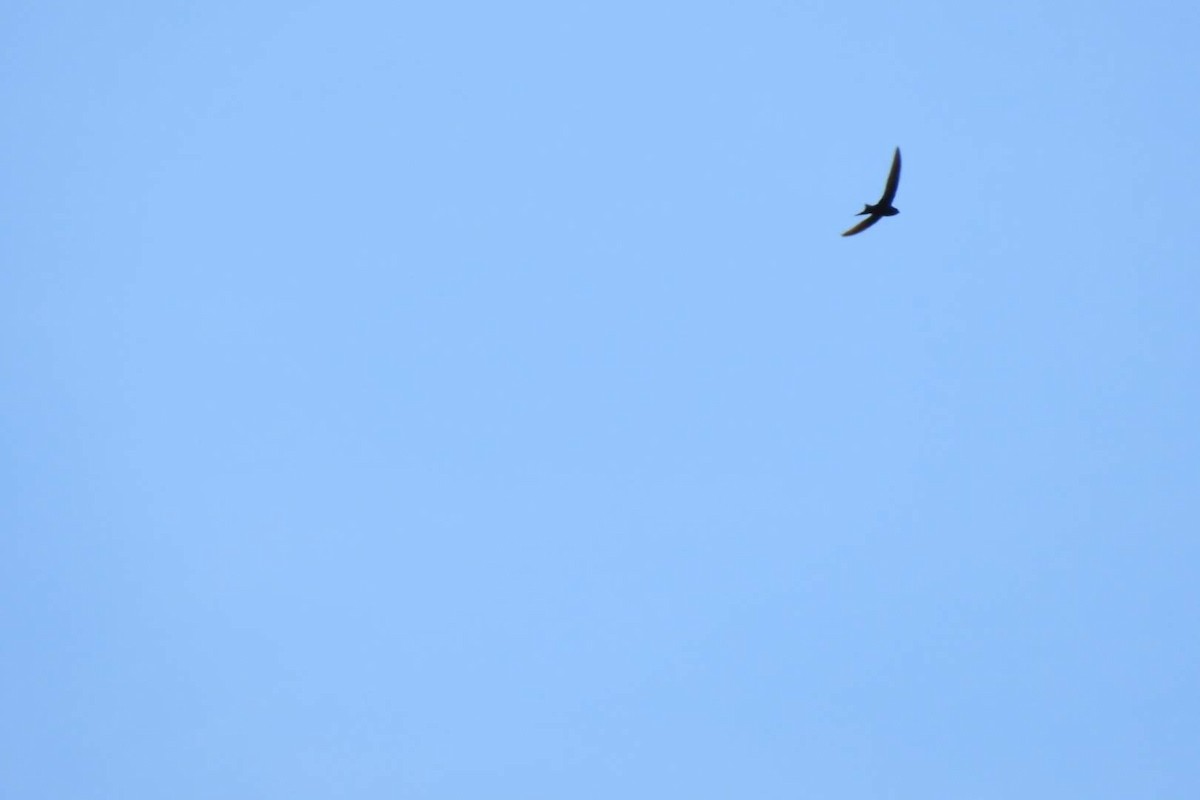 Common Swift - ML618661484