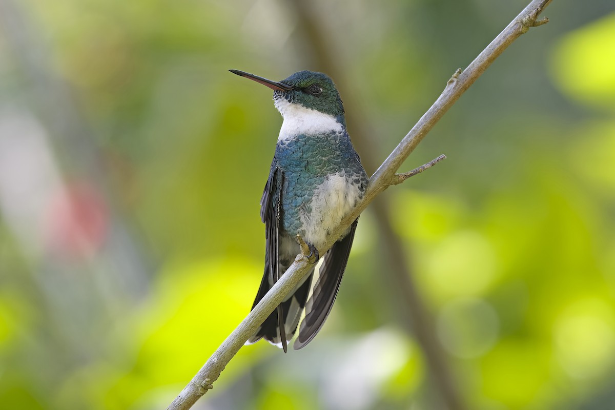 White-throated Hummingbird - ML618661489