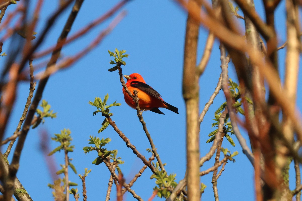 Scarlet Tanager - ML618661490