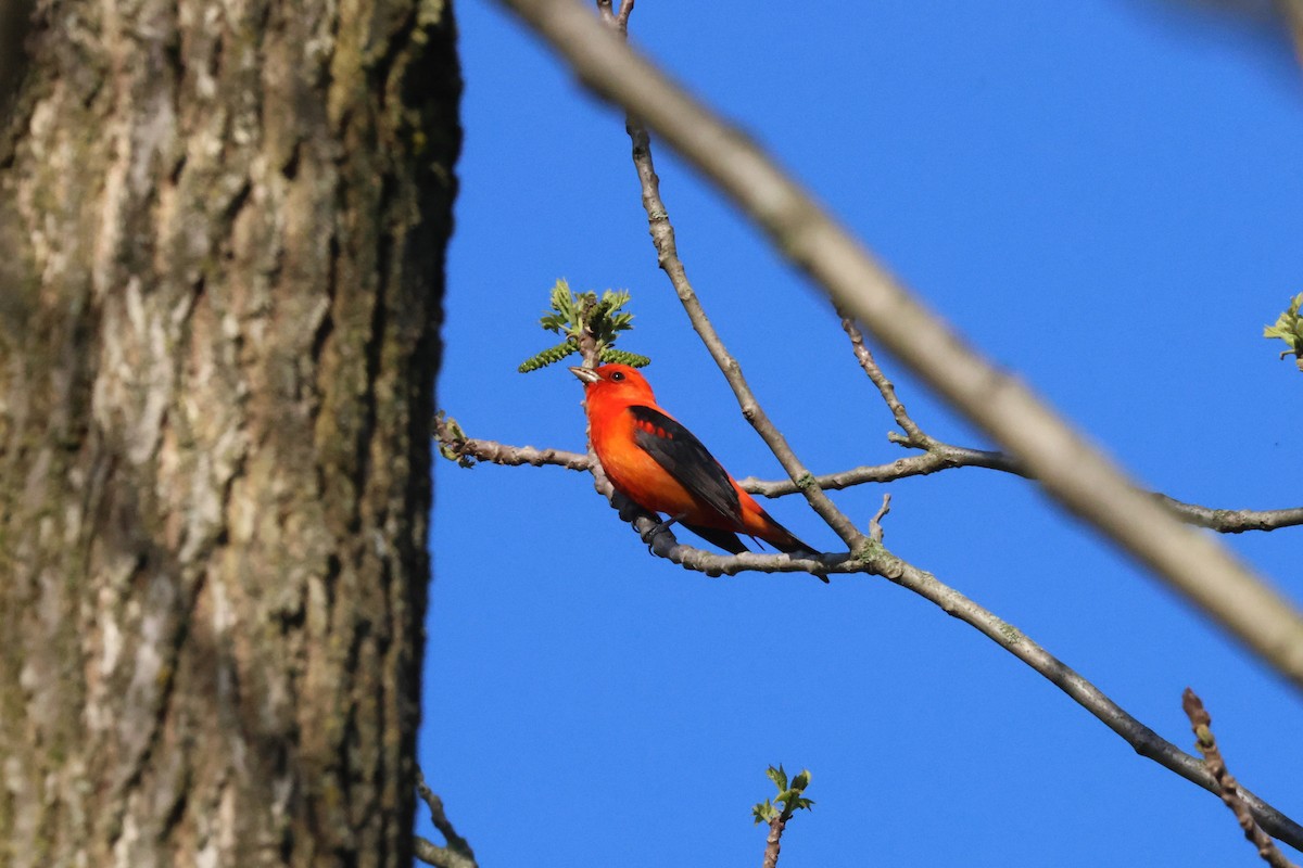 Scarlet Tanager - ML618661491