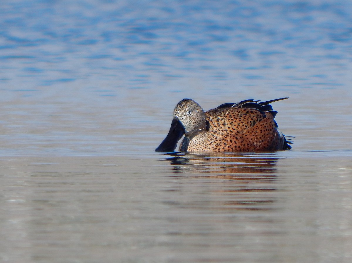 Red Shoveler - ML618661514