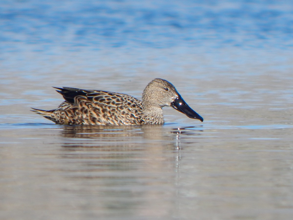 Red Shoveler - ML618661515