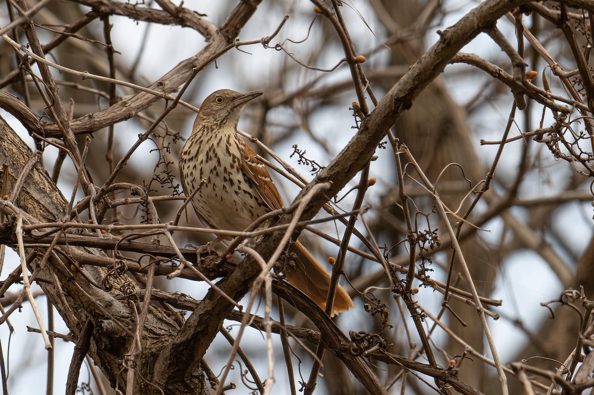 Brown Thrasher - ML618661528