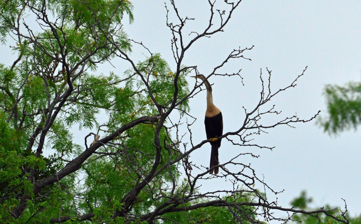 Amerika-Schlangenhalsvogel - ML618661535