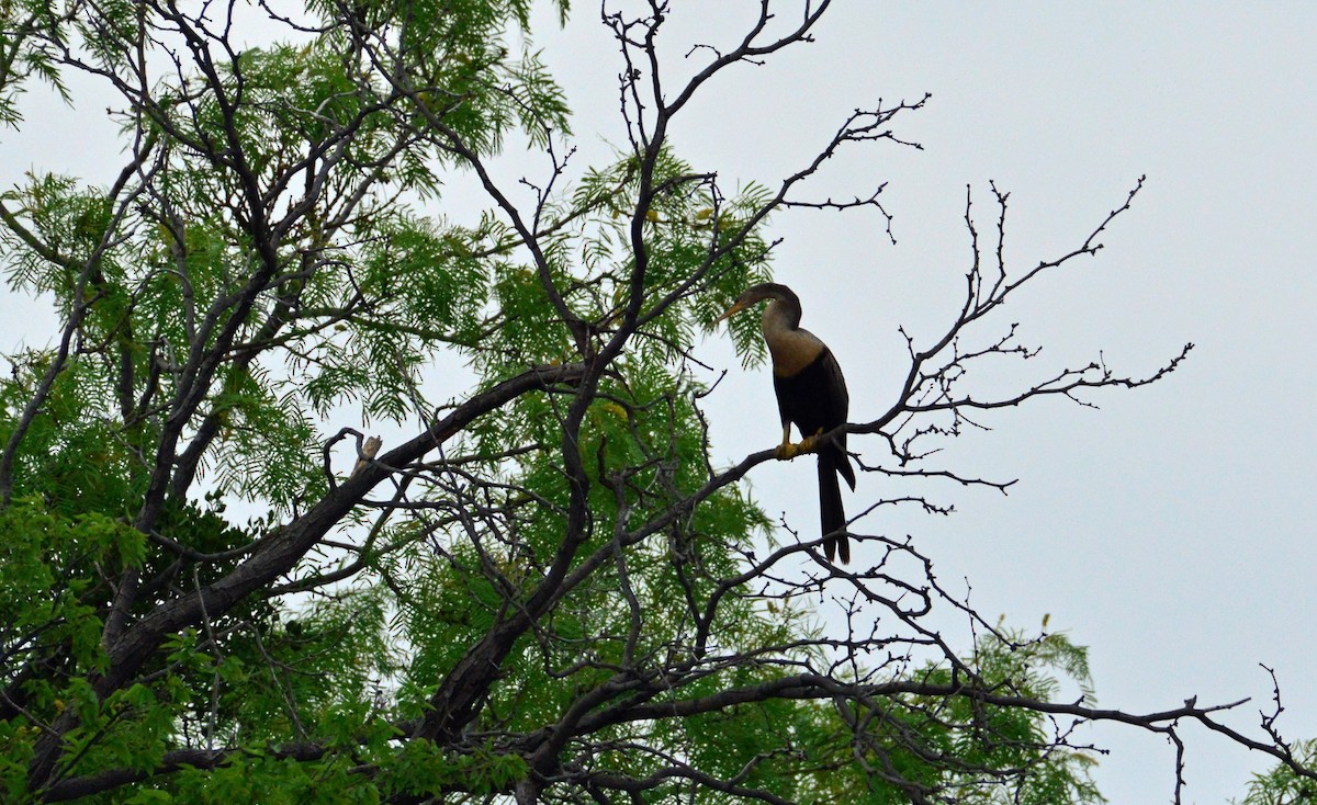 Anhinga - ML618661536