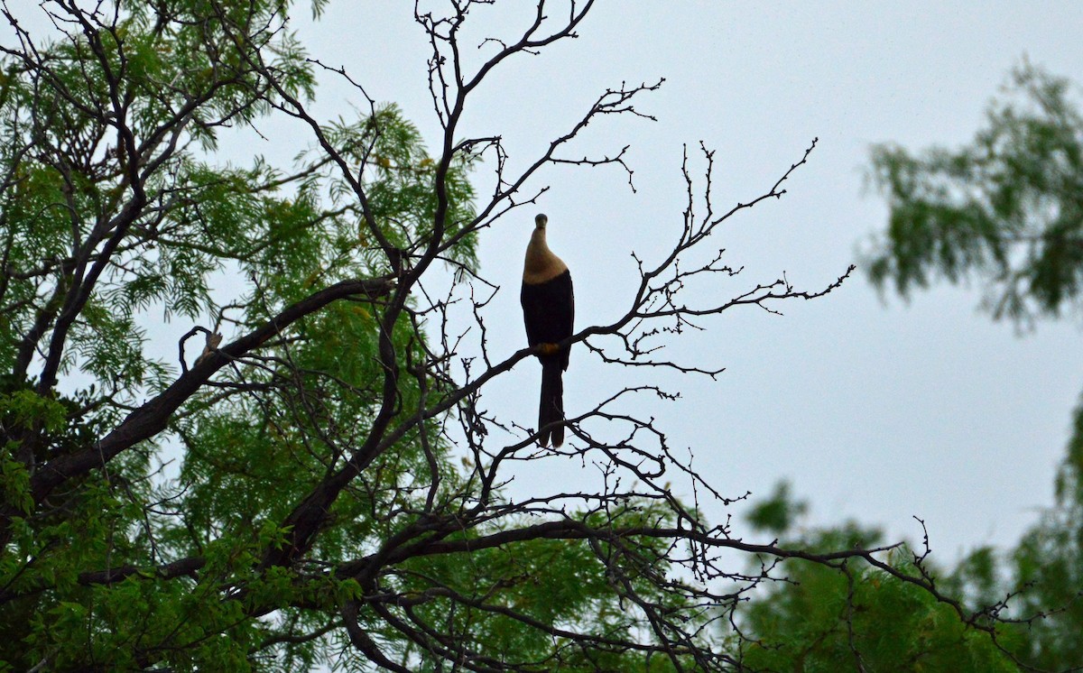 Anhinga - ML618661537