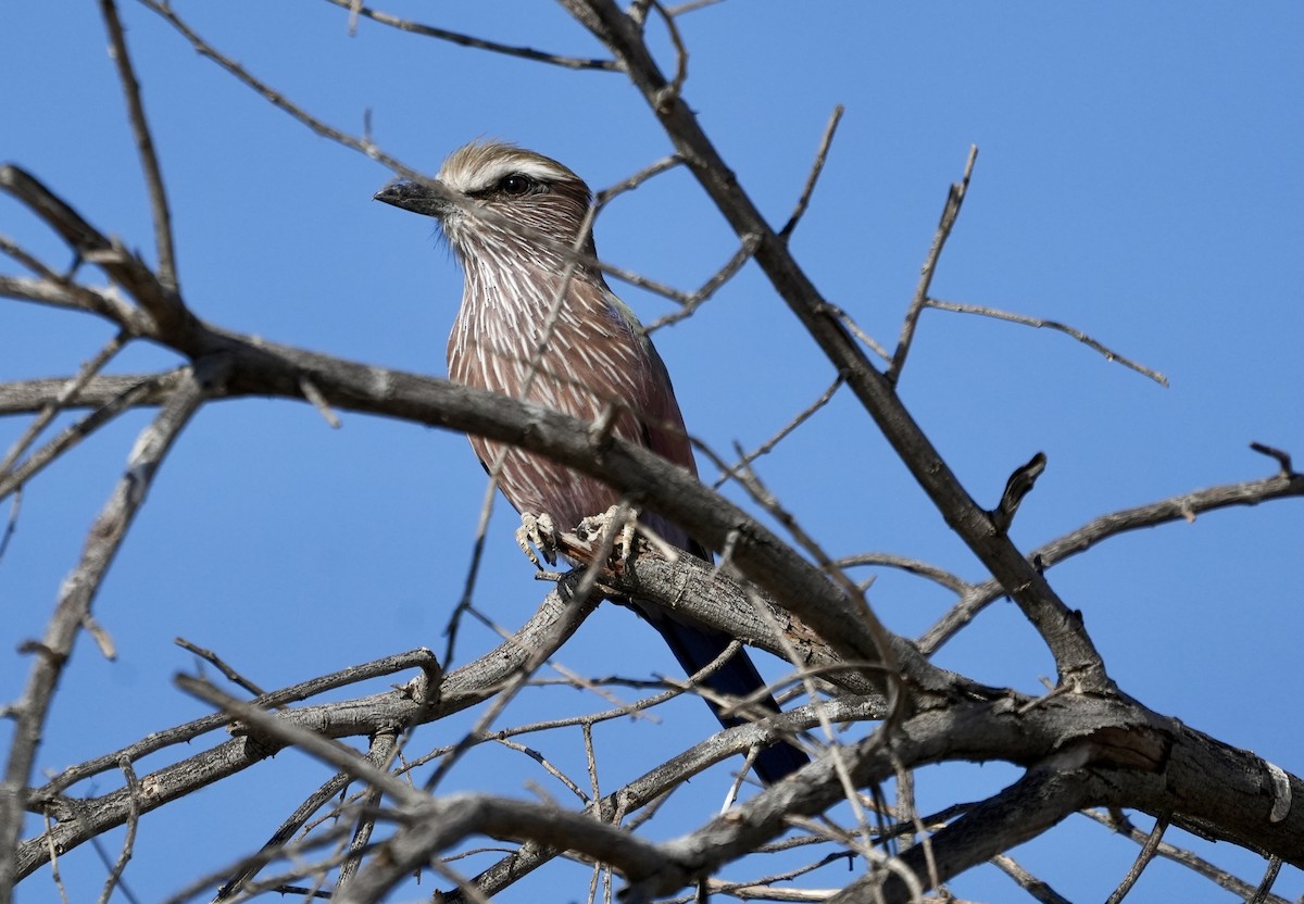 Rufous-crowned Roller - Anthony Schlencker