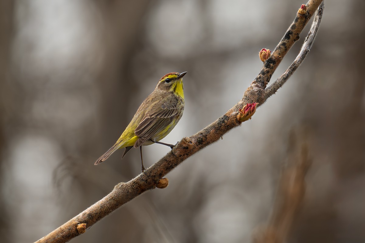 Palm Warbler - ML618661554