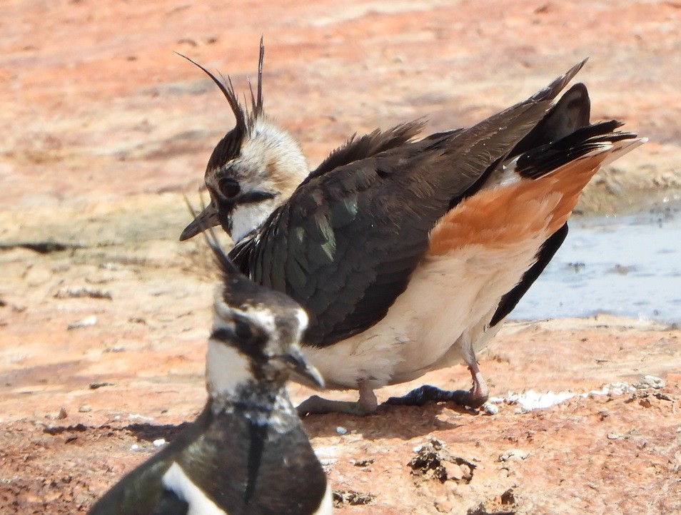 Northern Lapwing - Jiří Šafránek