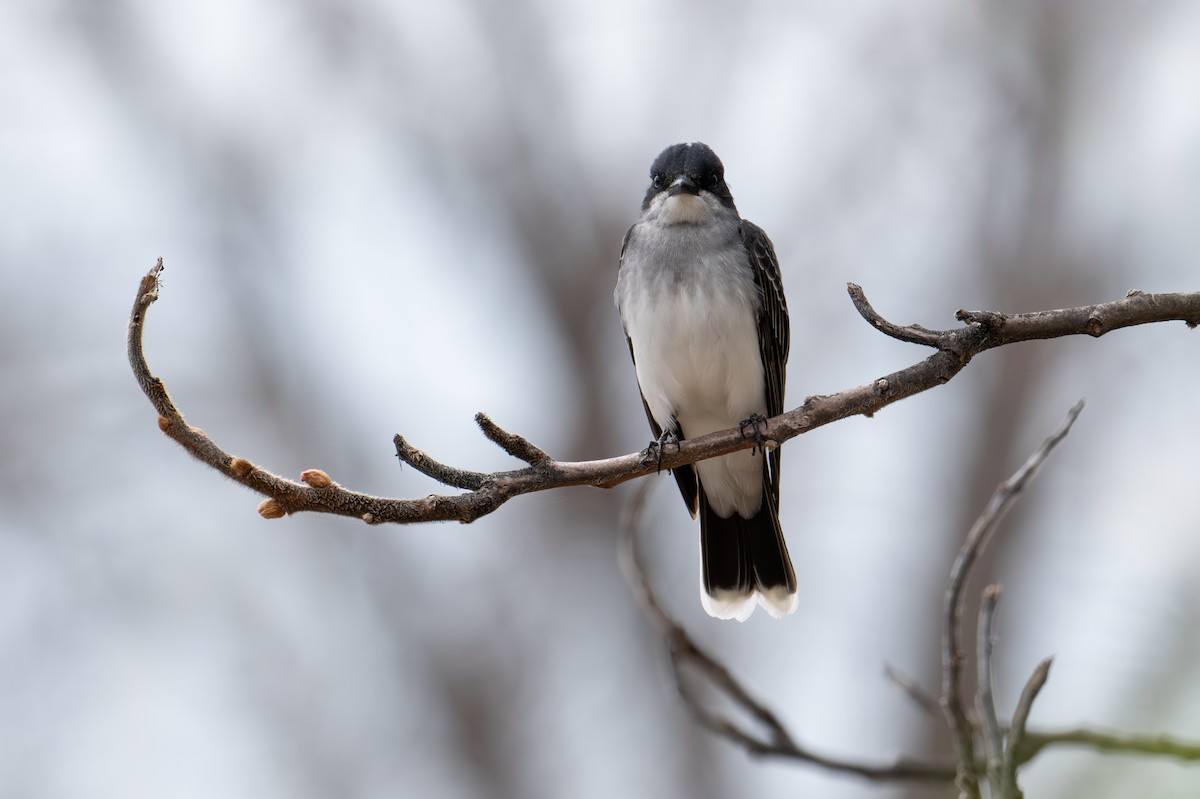 Eastern Kingbird - Sylvain Messier