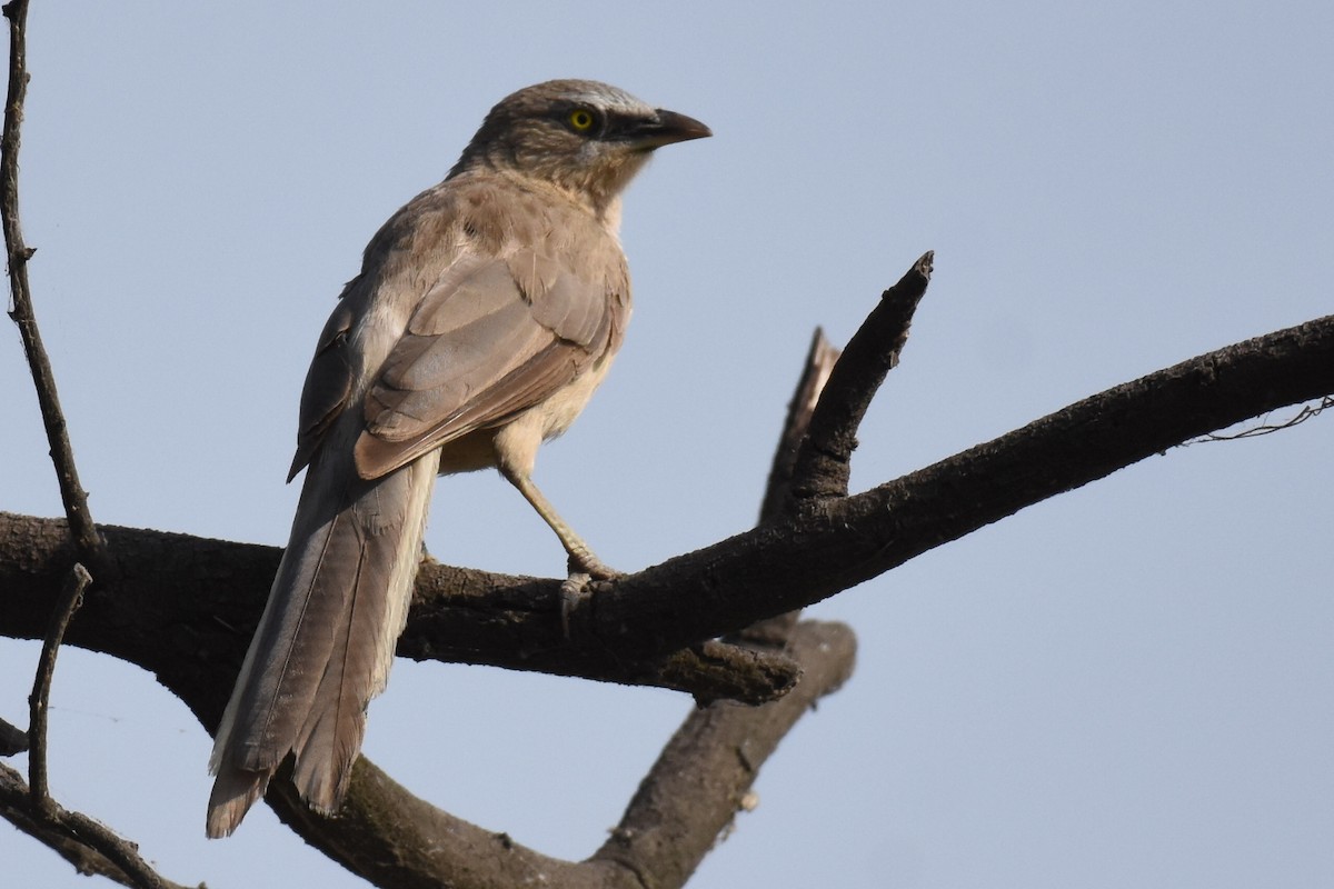 Tawny-bellied Babbler - arun tyagi