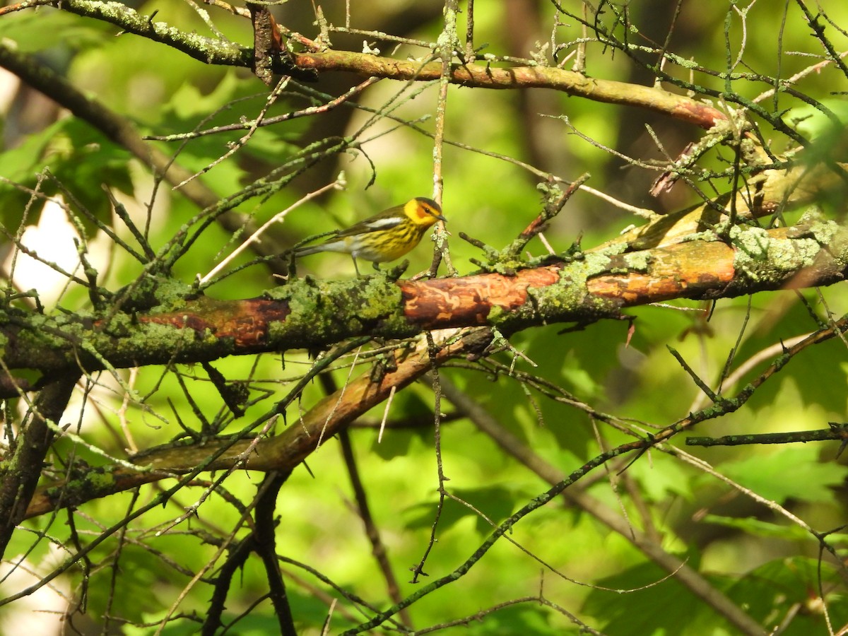 Cape May Warbler - Kent Millham