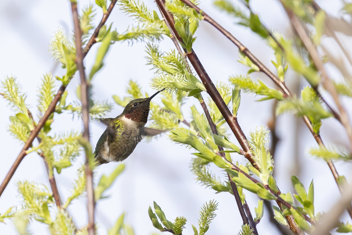 Ruby-throated Hummingbird - ML618661670