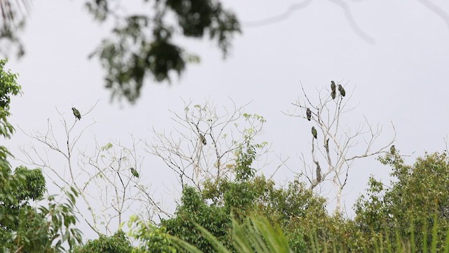 Scaly-headed Parrot - ML618661689