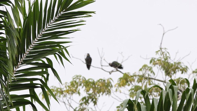 Scaly-headed Parrot - ML618661690