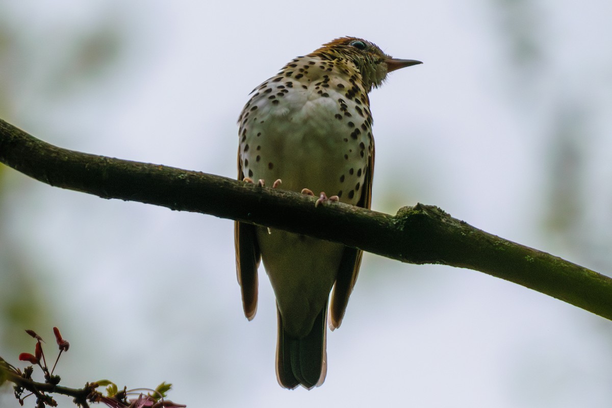 Wood Thrush - ML618661696