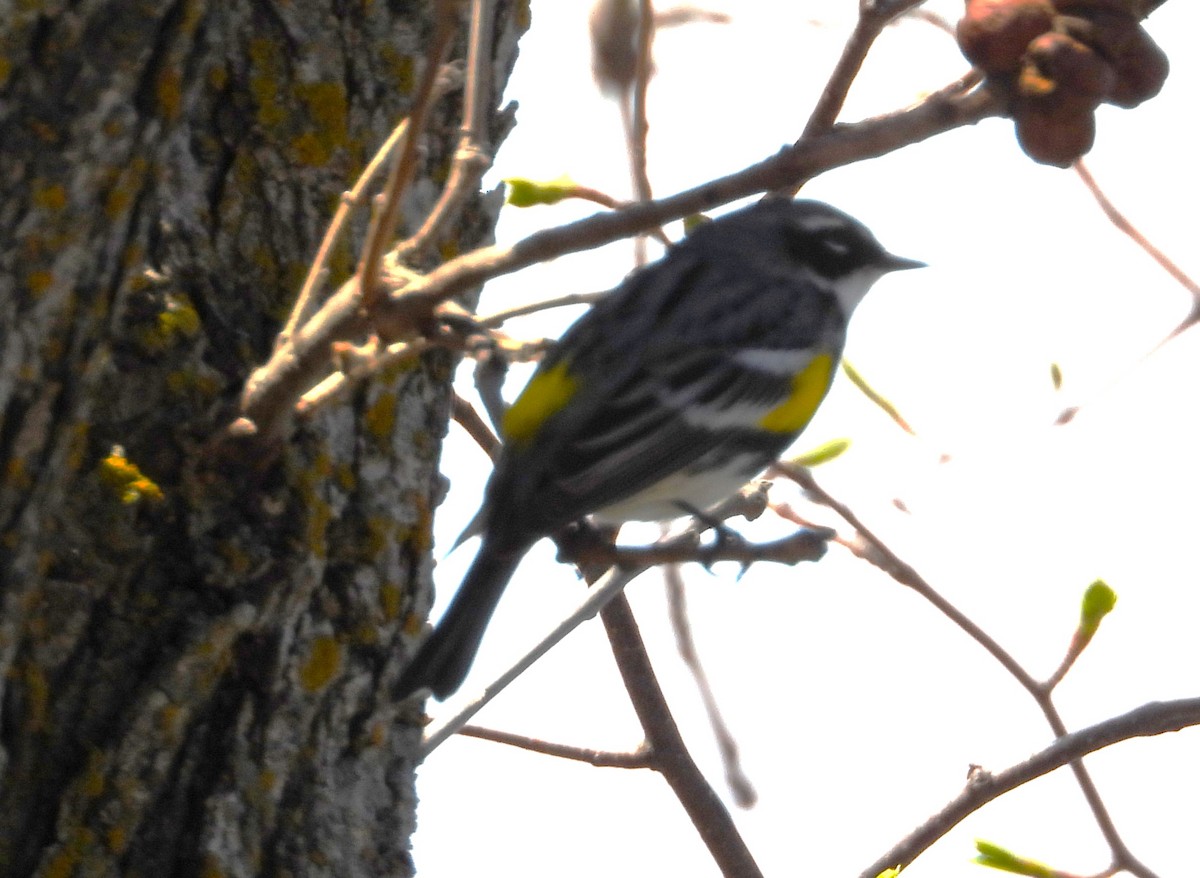 Yellow-rumped Warbler - ML618661711