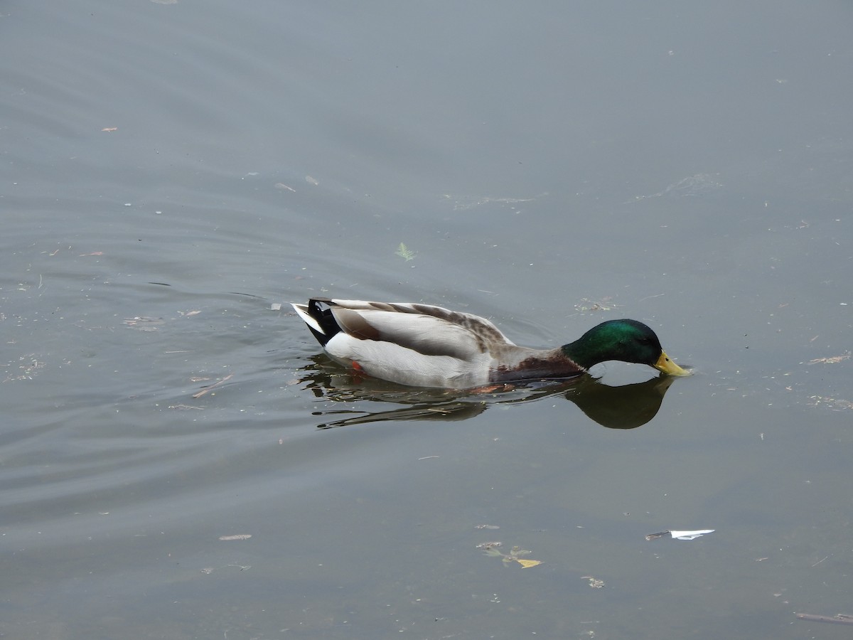 Canard colvert - ML618661722