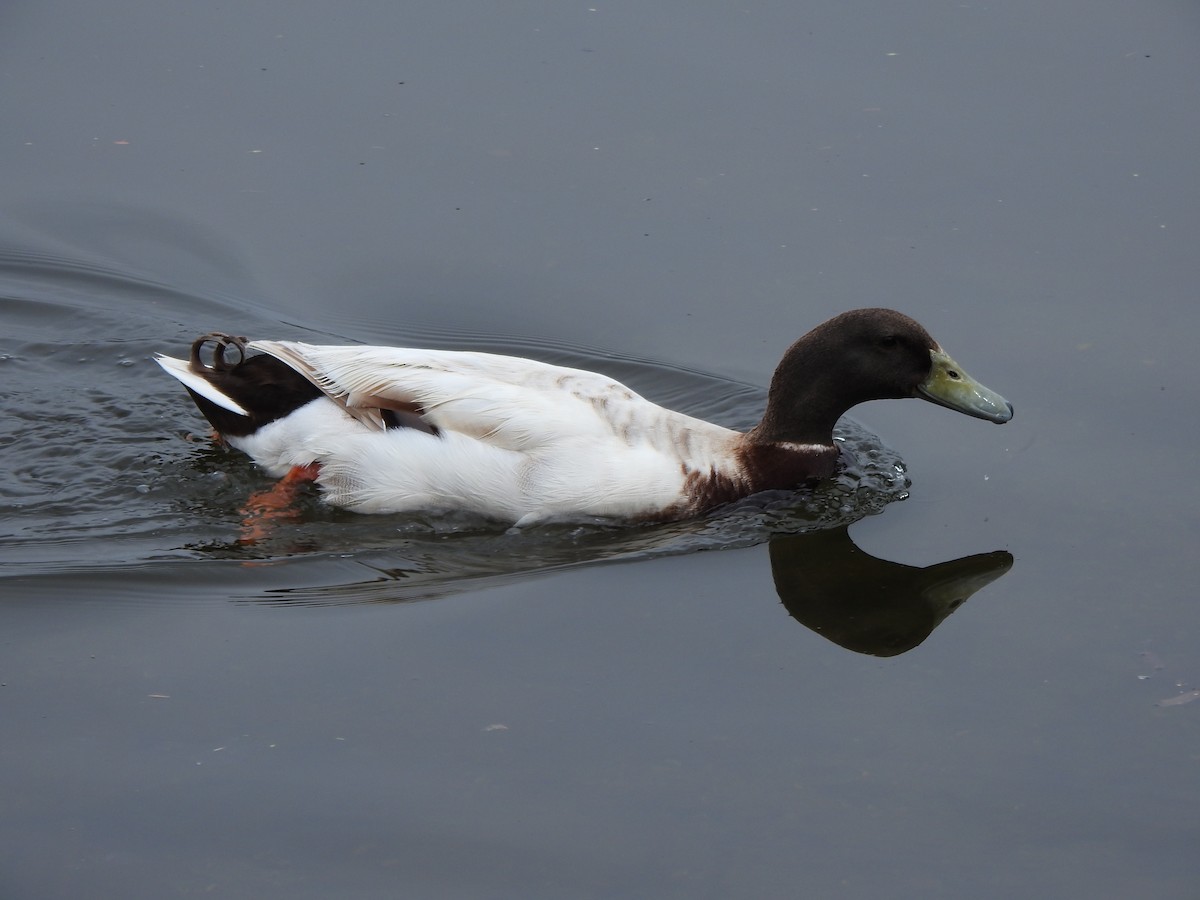 Mallard (Domestic type) - ML618661729