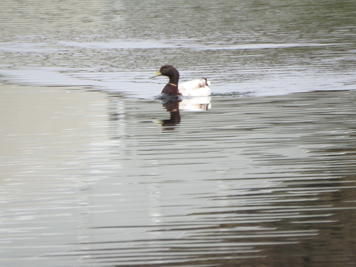 Canard colvert (forme domestique) - ML618661752