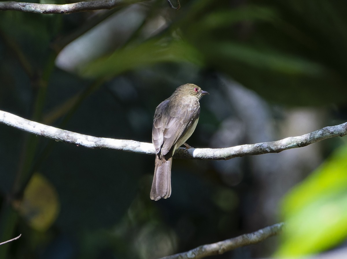 Cream-vented Bulbul (Red-eyed) - Matthieu Chotard