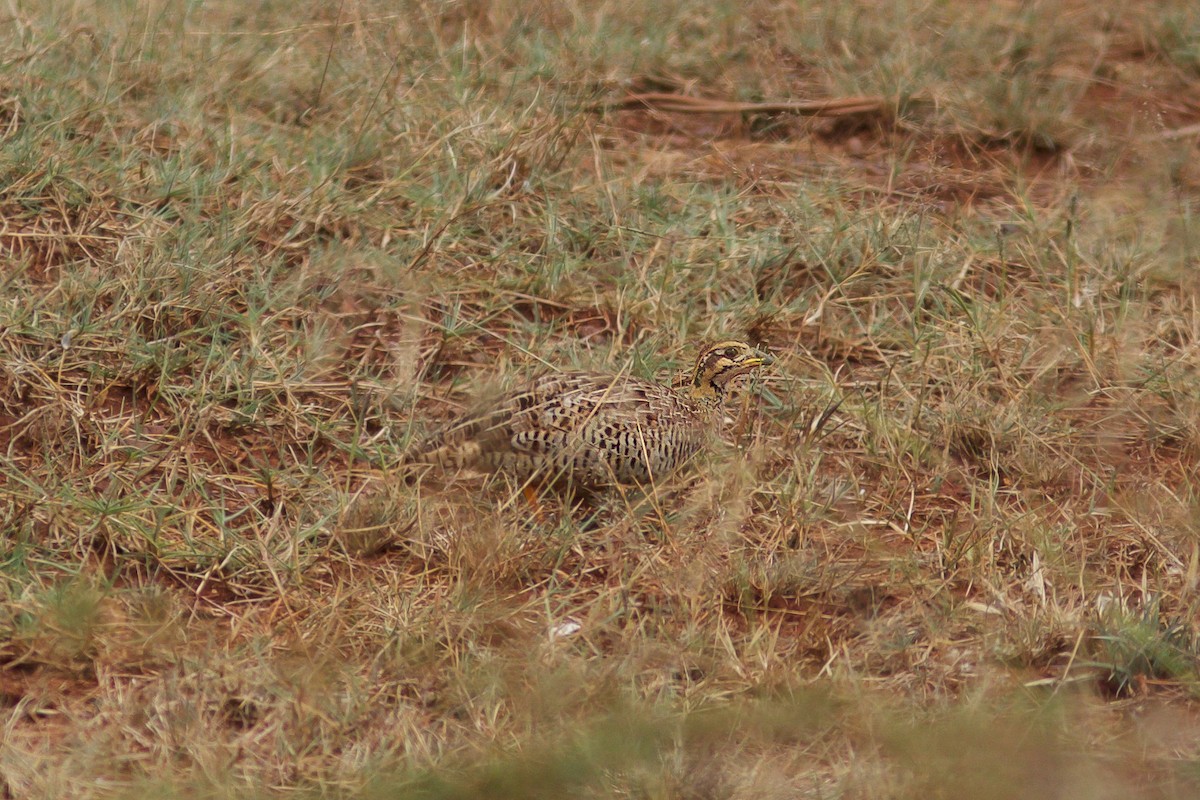 Francolín Coqui - ML618661786