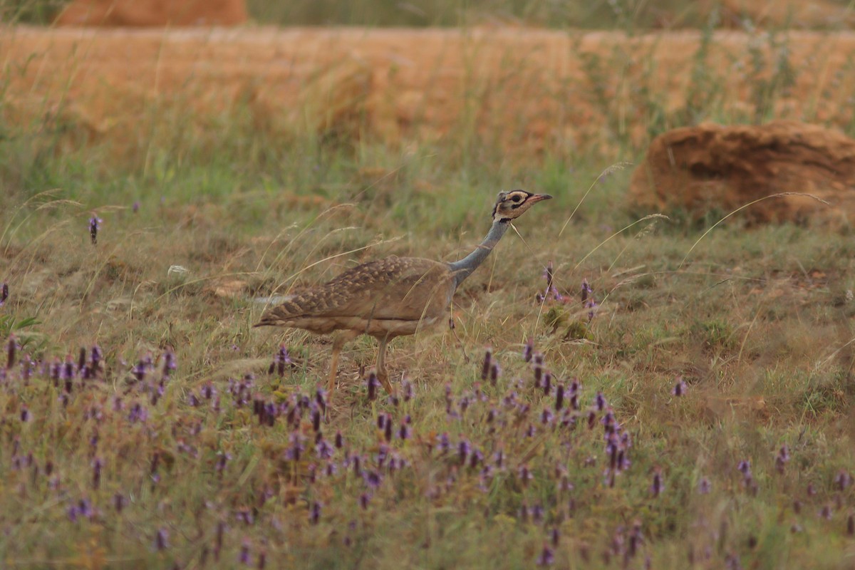 White-bellied Bustard (White-bellied) - ML618661799