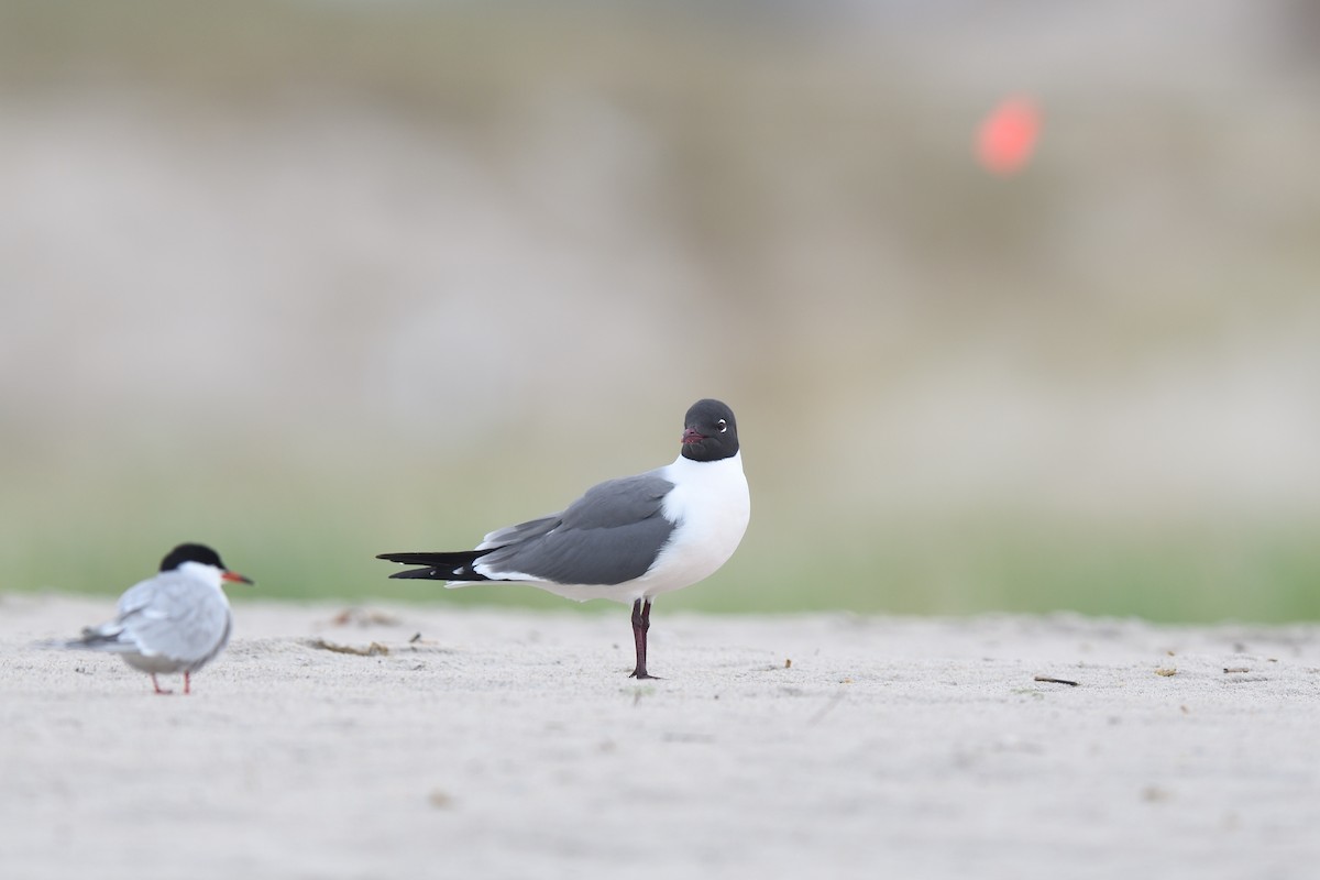 Laughing Gull - ML618661806