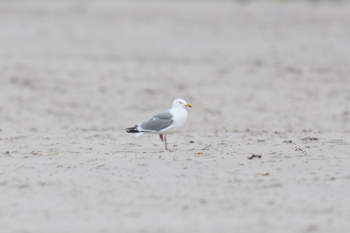 Herring Gull (American) - ML618661811