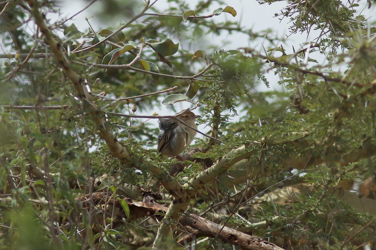 Boran Cisticola - ML618661813