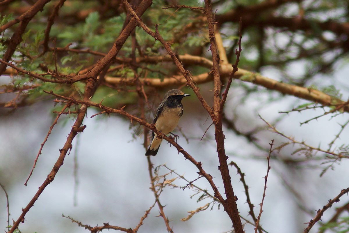 Pied Wheatear - Morten Lisse