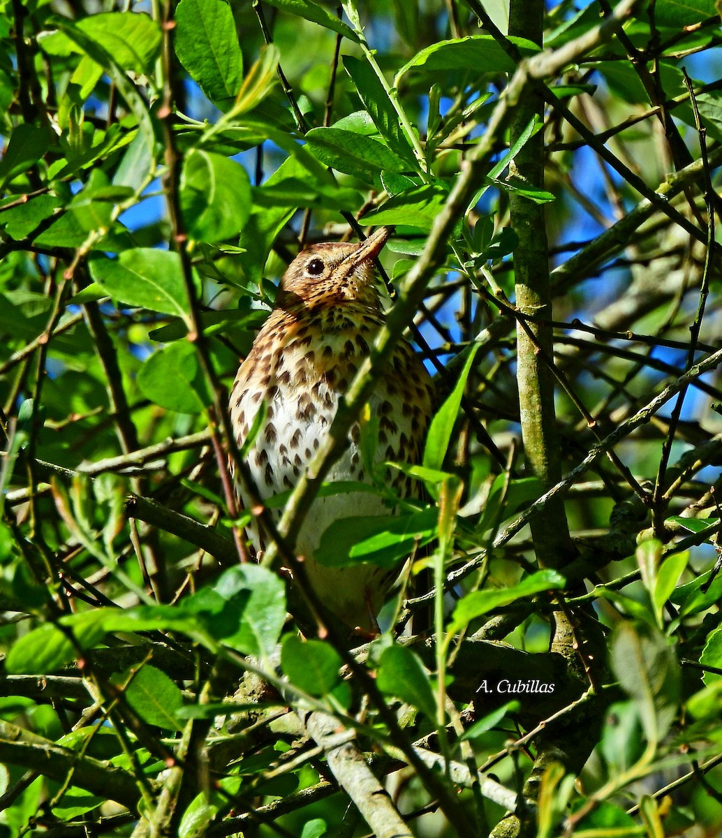 Song Thrush - Aurora Cubillas