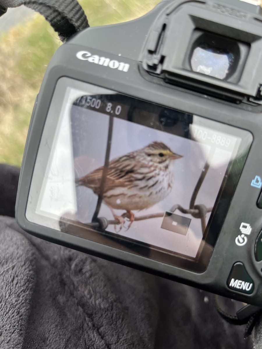 Savannah Sparrow - Anonymous