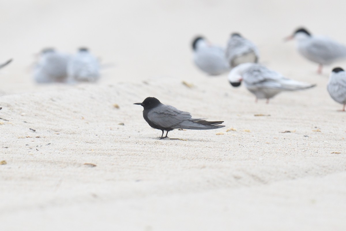 Black Tern - ML618661849