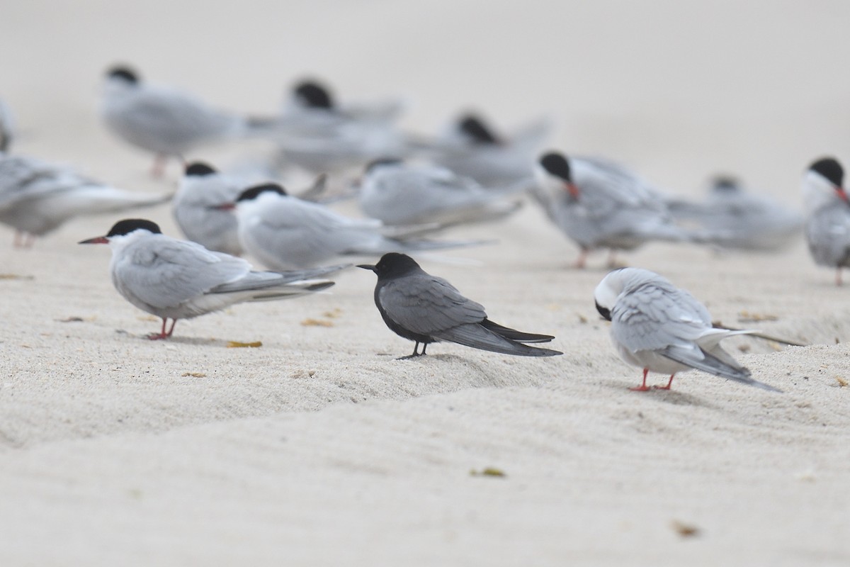 Black Tern - ML618661850