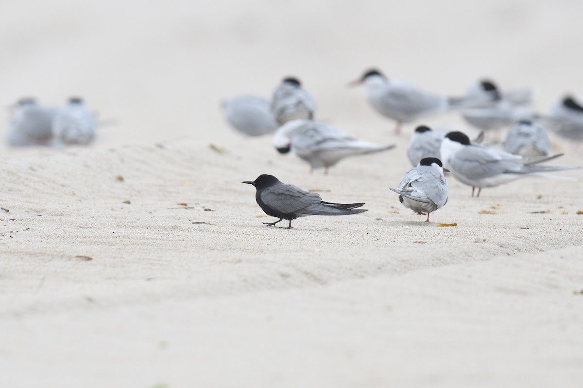 Black Tern - ML618661851