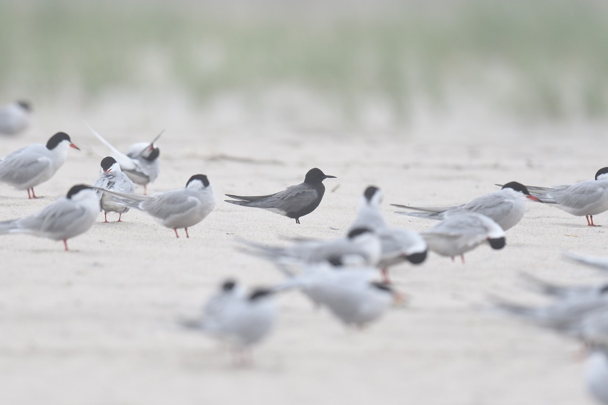 Black Tern - ML618661852