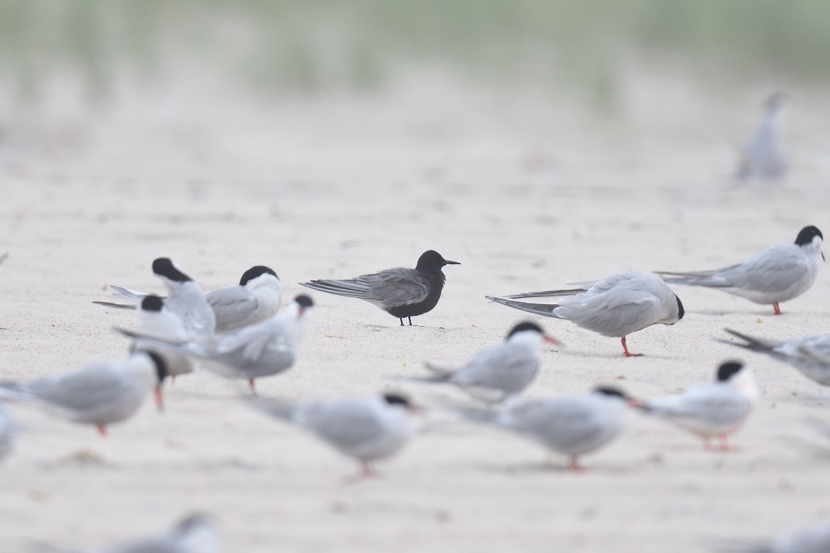 Black Tern - ML618661853